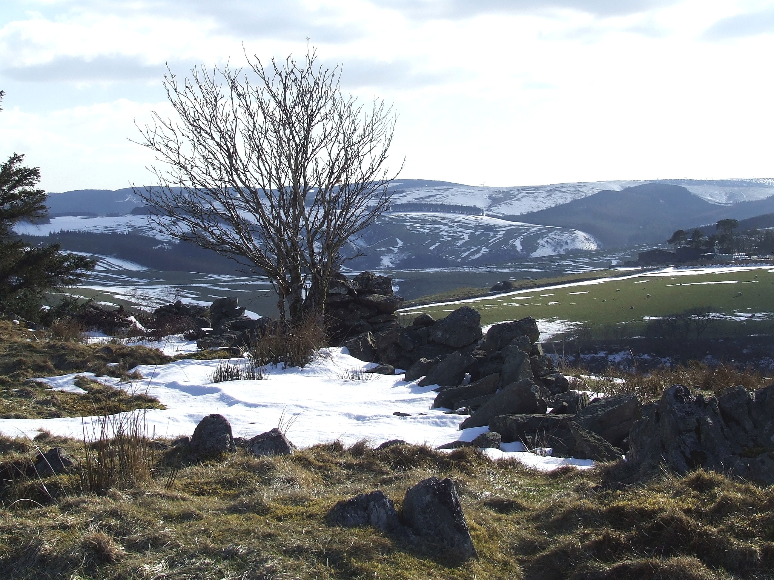 TREE No 8.  THAT TREE AGAIN! Bill Bagley Photography